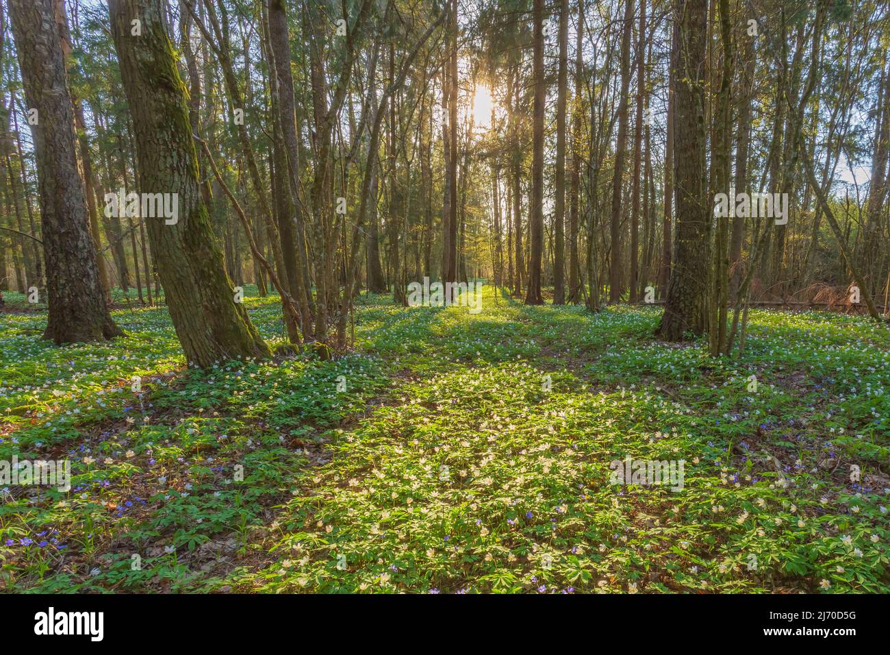 Grüner Wald im Frühling mit Anemone-Blumen, frische grüne Farbe im Wald, Hintergrund Stockfoto