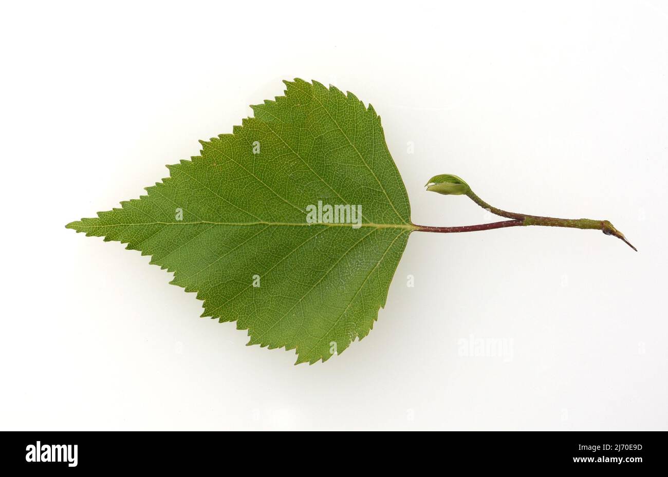 Birke, Birke betula, ist ein einheimischer Baum, der auch medizinisch als Heilpflanze verwendet wird. Stockfoto