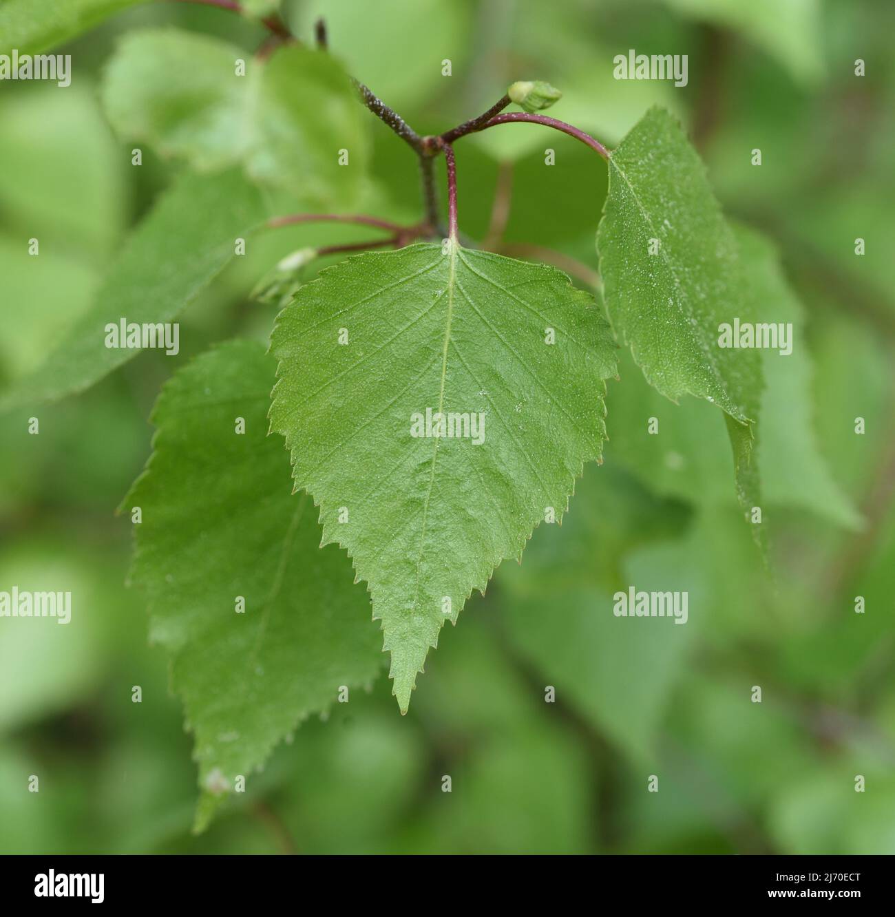 Birke, Birke betula, ist ein einheimischer Baum, der auch medizinisch als Heilpflanze verwendet wird. Stockfoto