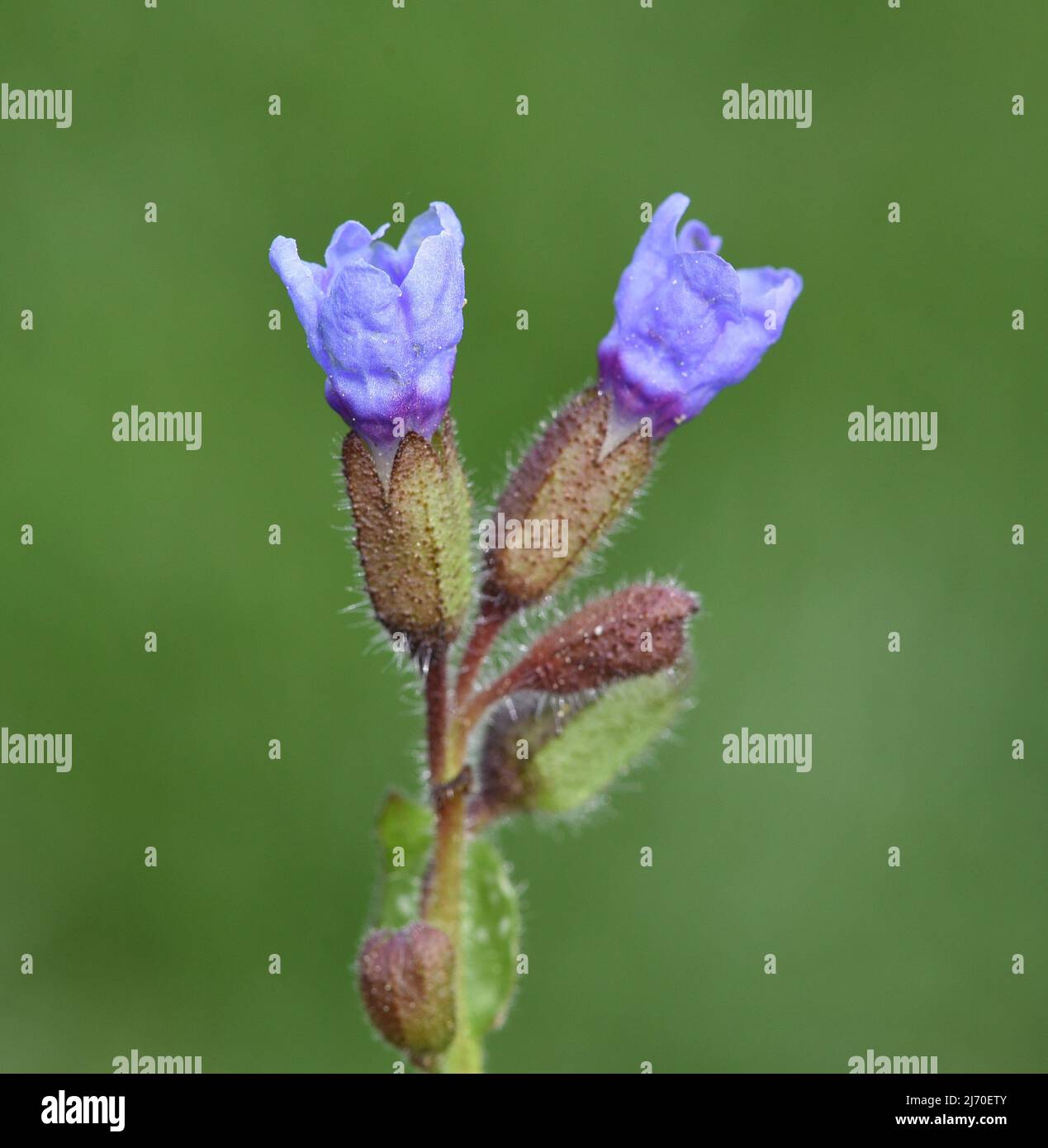 Lungenkraut Pulmonaria, officinalis ist eine wichtige Heil- und Heilpflanze mit blauen Blüten. Stockfoto