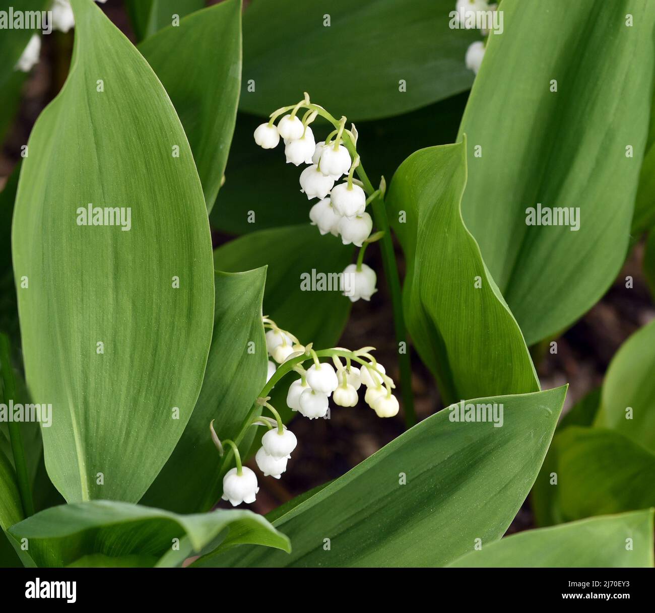 Maiglöckchen, Convallaria majalis, hat weiße Blüten. Es ist eine duftende und giftige Pflanze und eine wichtige Heilpflanze, Stockfoto