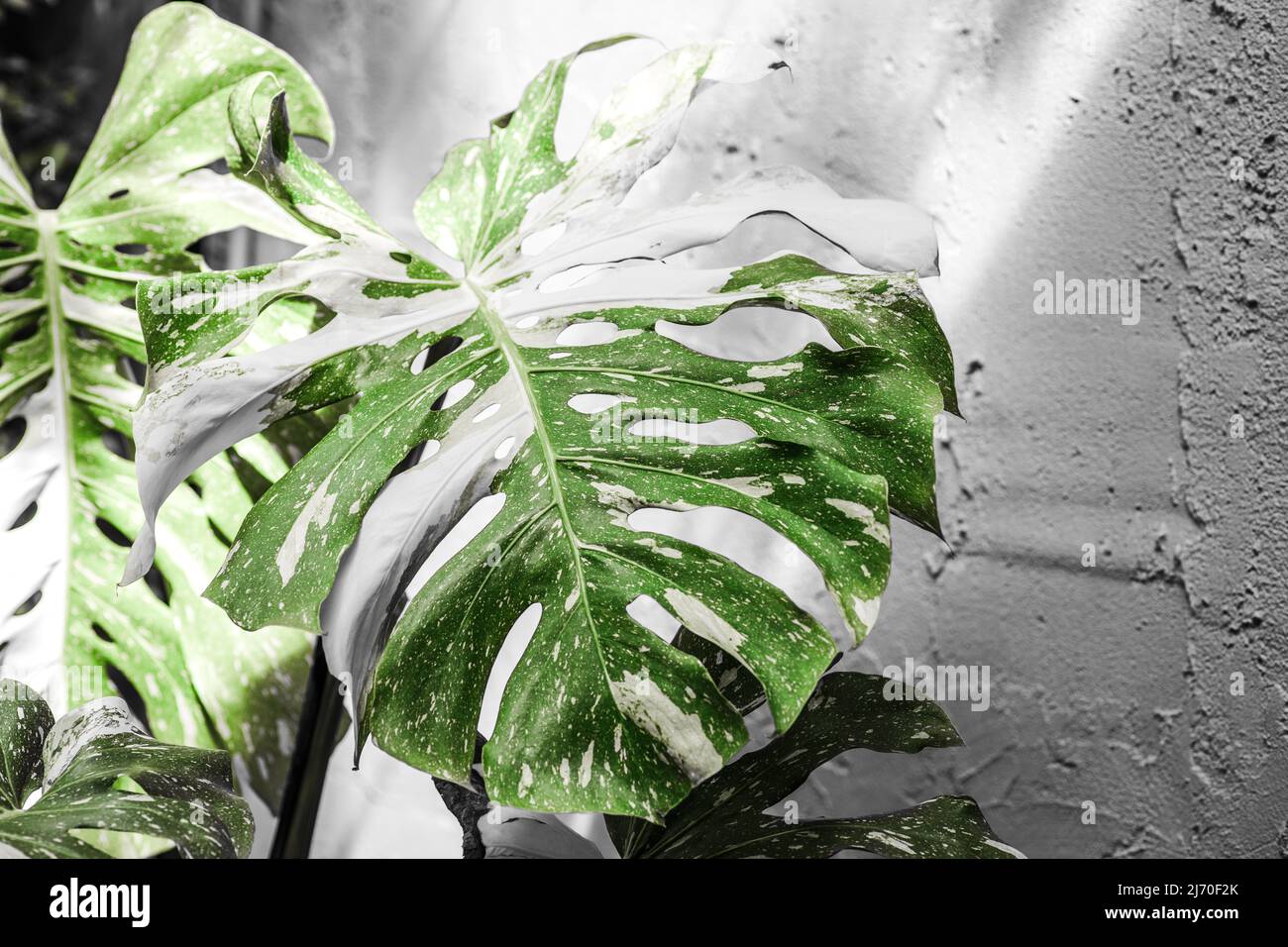 philodendron 'pink princess marble Philodendron Pink Princess 'Marble King' – Aurea Plants main image 0