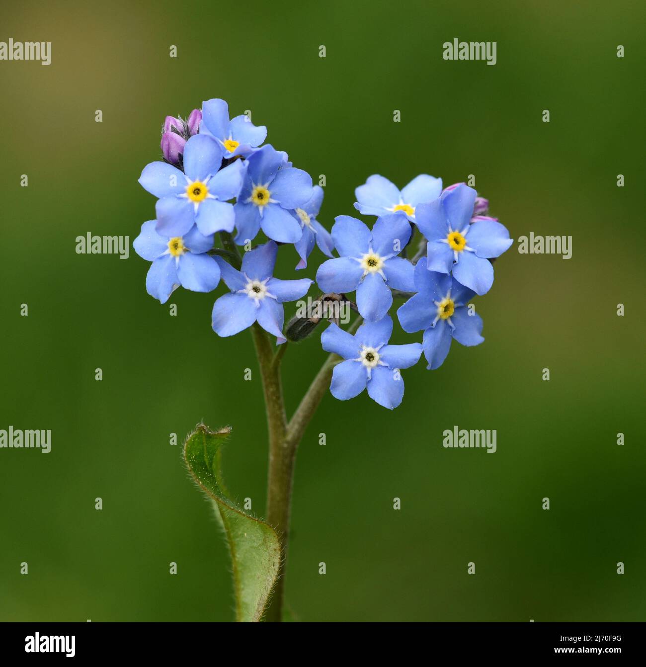 Vergiss mich nicht, Myosotis sylvatica, ist eine wunderschöne frühlingsblühende blaue Blume. Stockfoto