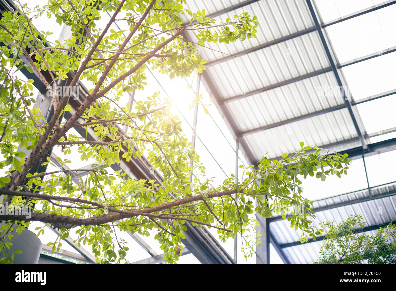 Öko-Gebäude oder grüne Büroanlage, Indoor-Baum und Garten zur Luftreinigung Ozon erfrischend. Stockfoto