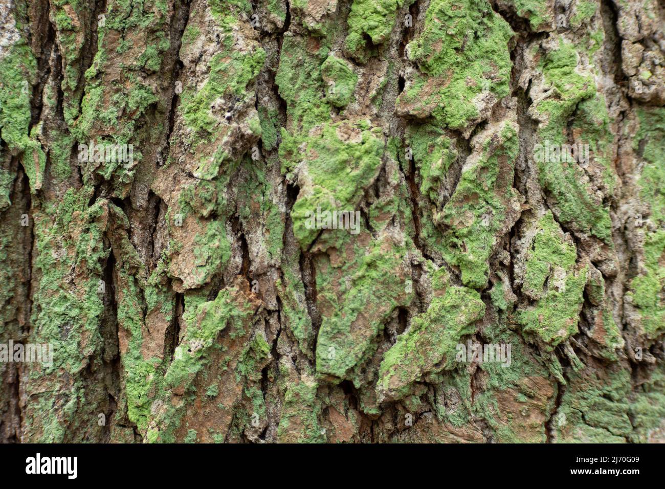 Baumrinde grün-braune Textur bei Nahaufnahme Stockfoto