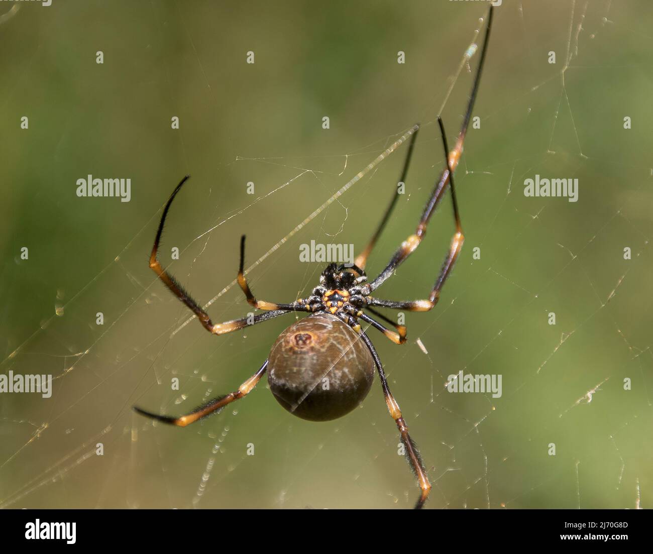 Unterseite der australischen, weiblichen Riesenspinne aus Goldener Orb-Weberspinne, nephila plumipes, im Netz. Geschwollen mit Eiern, gelben, schwarzen Beinen. Garden, Queensland Stockfoto