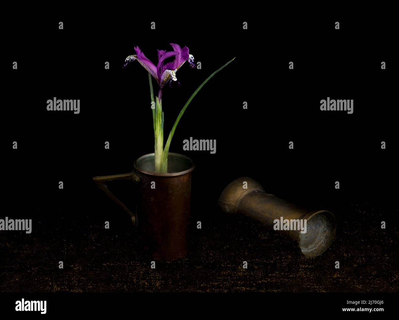 Iris reticulata „Spot On“. Stockfoto