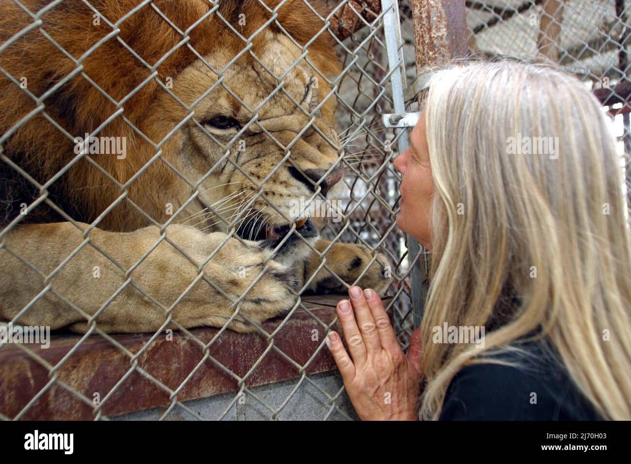 VICKY KEAHEY MIT MÄNNLICHEM LÖWEN. BEI IN-SYNC EXOTIC. VICKY HAT ZUSAMMEN MIT FREIWILLIGEN DUTZENDE VON GROSSKATZEN VON PRIVATEN BESITZERN IM GANZEN STAAT GERETTET. ES WIRD GESCHÄTZT, DASS ES IN DEN USA MINDESTENS DOPPELT SO VIELE TIGER GIBT (MEHRHEITLICH IN DEN USA GEZÜCHTET) WIE DIE GESAMTE WILDPOPULATION DER WELT. PICTURE : GARY ROBERTS Stockfoto