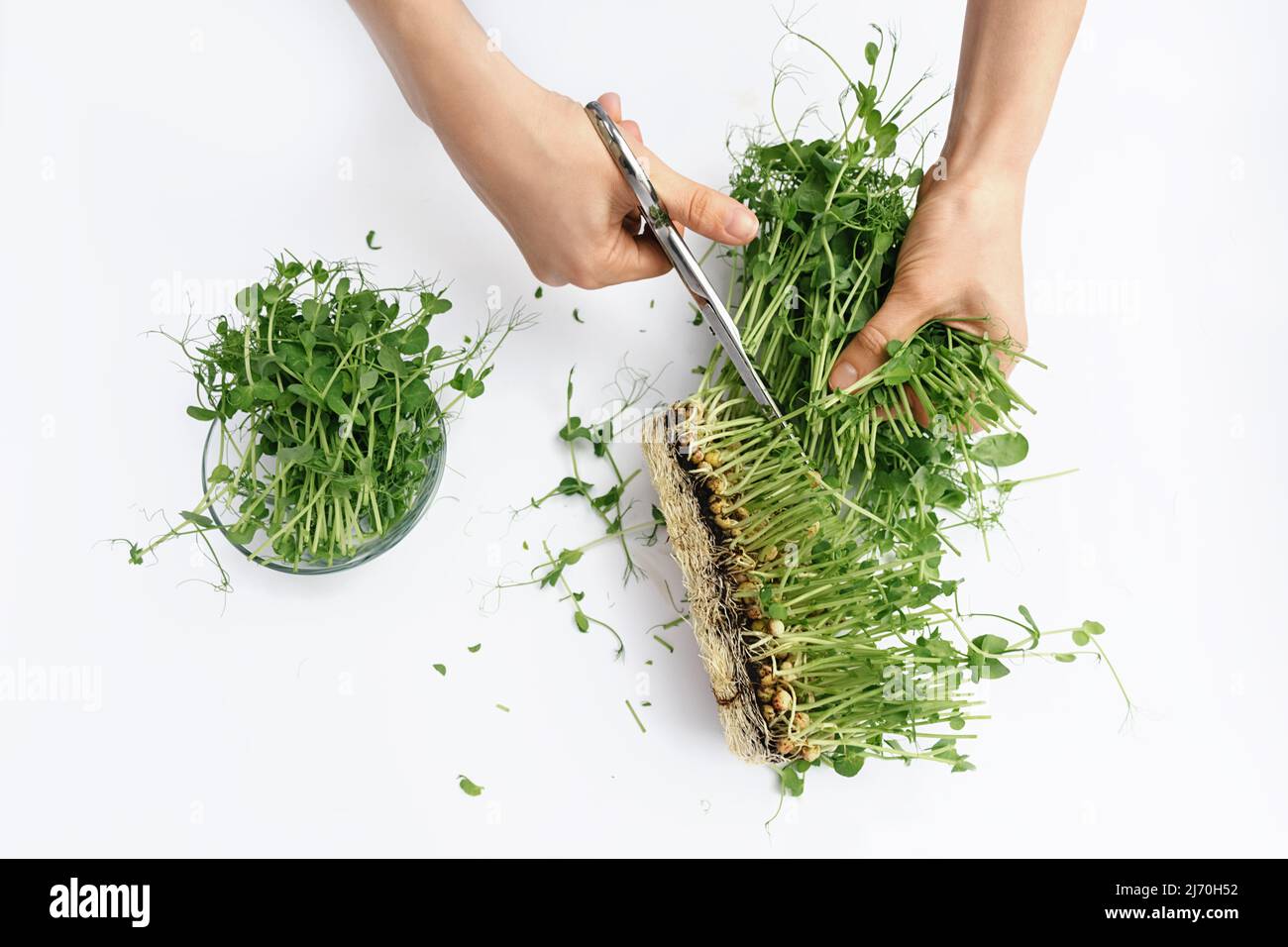 Weibliche Hände schneiden mit einer Metallschere Sprossen aus grünen mikrogrünen Erbsen aus Samen und Wurzeln in eine transparente Glasplatte. Das Konzept der veganen und gesunden Ernährung. Keimung der Samen zu Hause. Stockfoto