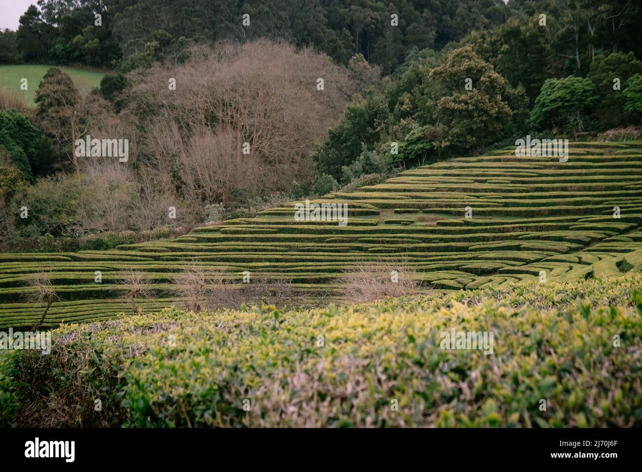 Gorreana Teeplantagen auf der Insel São Miguel, Azoren Stockfoto