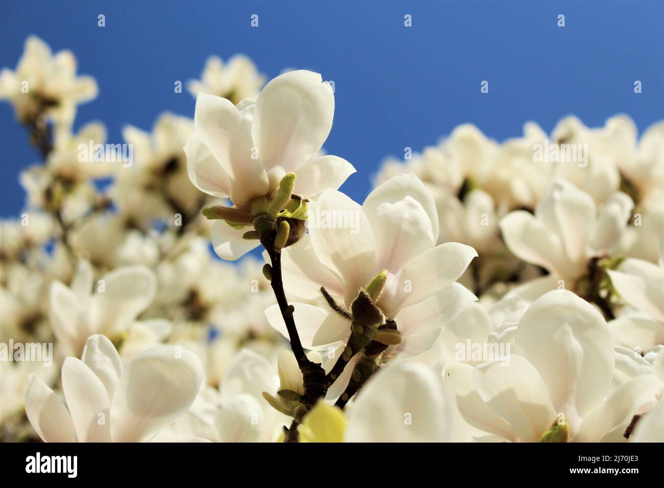 Niedriger Winkel der weißen Magnolienblüten in der Blüte vor einem klaren blauen Himmel (Parc de Laeken, Brüssel, Belgien) Stockfoto