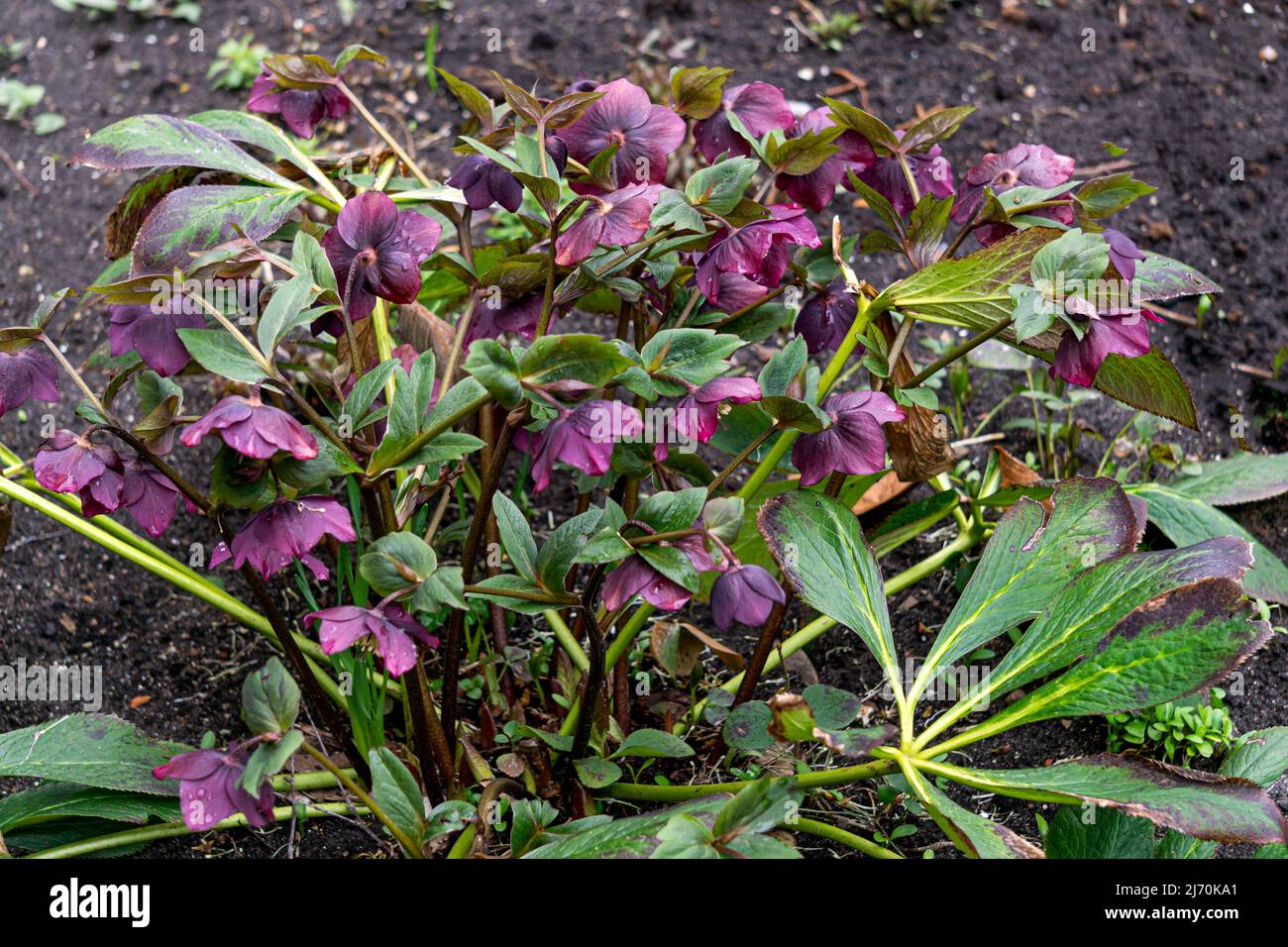 Busch der ersten burgunderrosa Hellebore blüht im frühen Frühjahr Stockfoto