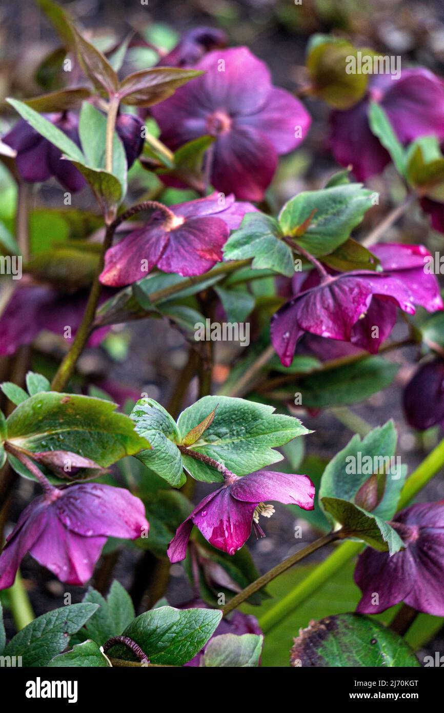Busch der ersten burgunderrosa Hellebore blüht im frühen Frühjahr Stockfoto