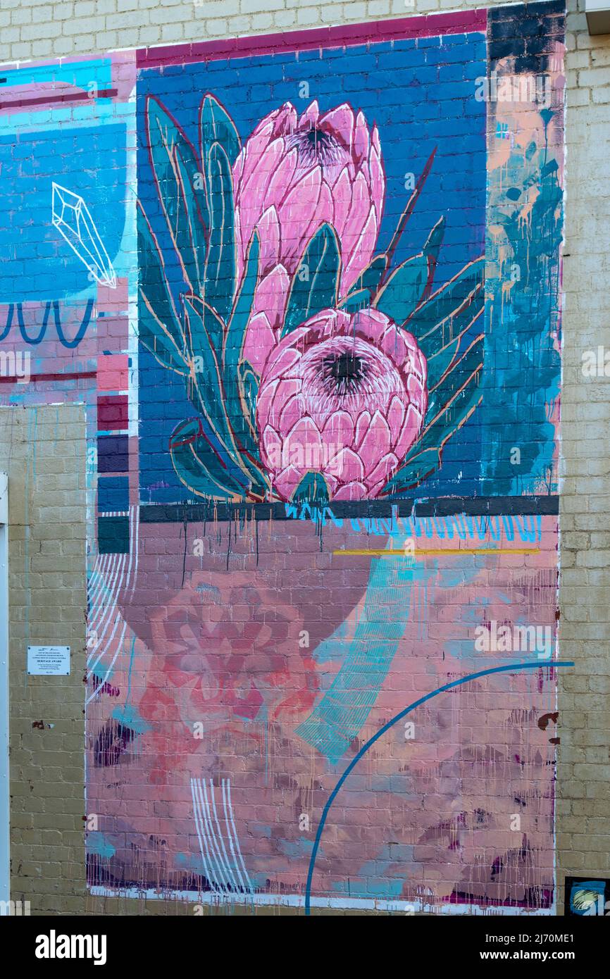 Protea Street Art, Wright Place, Geelong, Victoria, Australien Stockfoto
