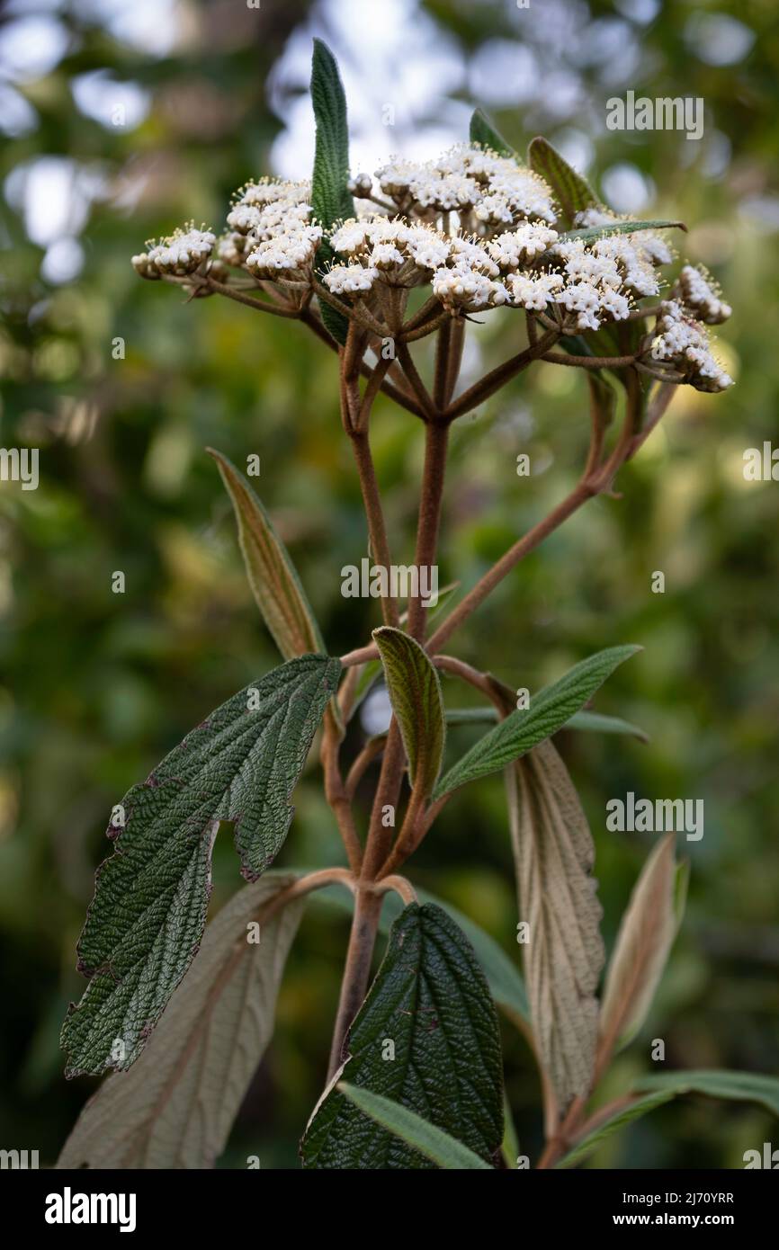 Blüten, Zweige und Blätter des Viburnum rhytidophyllum, des Lederblattes Viburnum im Garten Stockfoto
