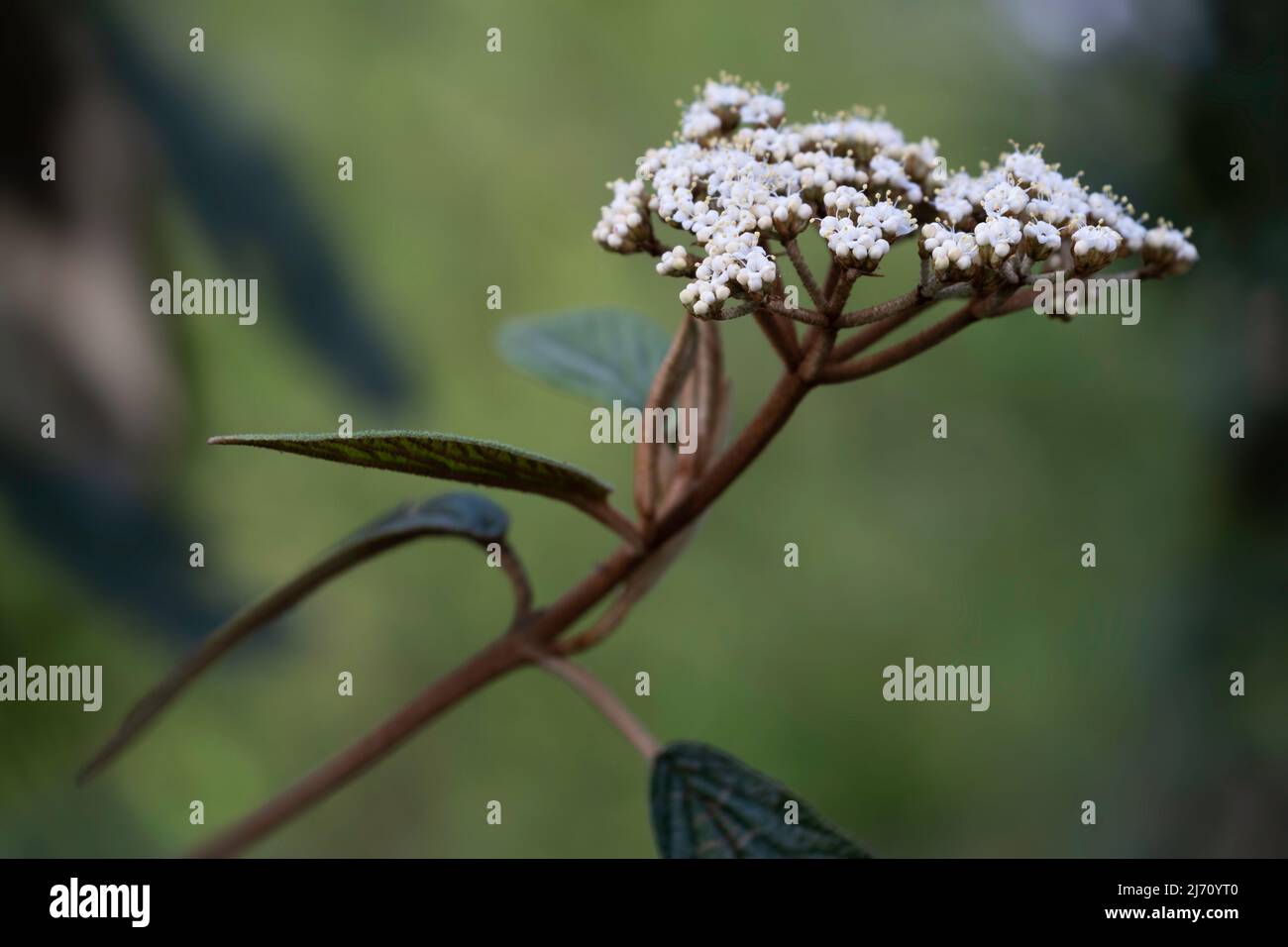 Blüten, Zweige und Blätter des Viburnum rhytidophyllum, des Lederblattes Viburnum im Garten Stockfoto