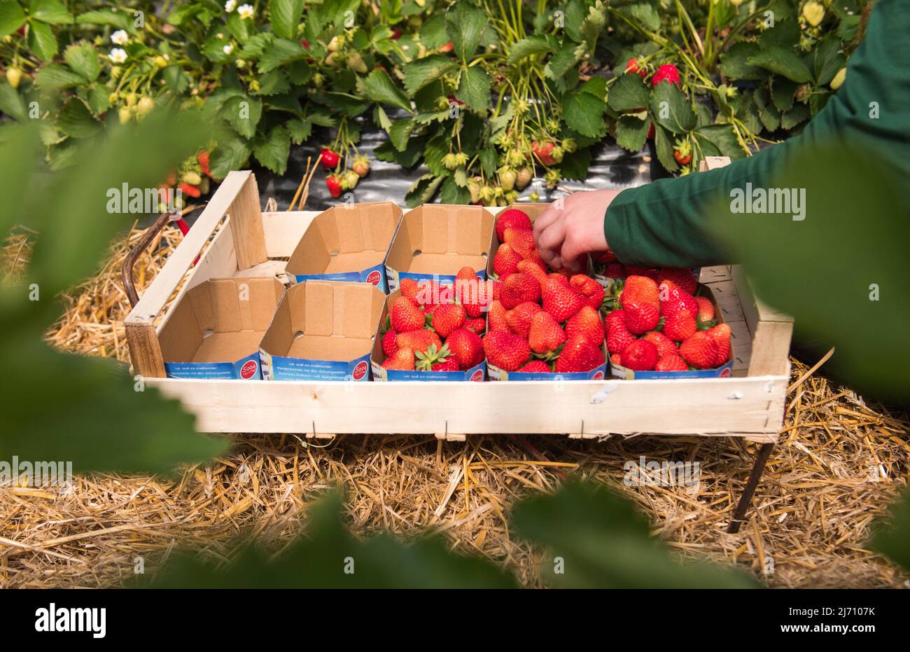05. Mai 2022, Schleswig-Holstein, Grömitz: Ein Erntearbeiter pflückt die ersten reifen Erdbeeren auf einem Feld in einem Folientunnel. In Schleswig-Holstein hat die Erdbeersaison begonnen. Foto: Daniel Bockwoldt/dpa Stockfoto