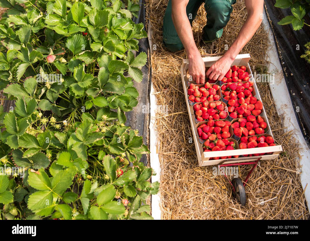 05. Mai 2022, Schleswig-Holstein, Grömitz: Ein Erntearbeiter pflückt die ersten reifen Erdbeeren auf einem Feld in einem Folientunnel. In Schleswig-Holstein hat die Erdbeersaison begonnen. Foto: Daniel Bockwoldt/dpa Stockfoto