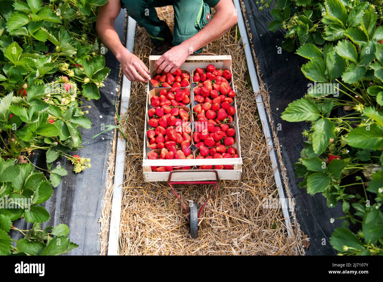 05. Mai 2022, Schleswig-Holstein, Grömitz: Ein Erntearbeiter pflückt die ersten reifen Erdbeeren auf einem Feld in einem Folientunnel. In Schleswig-Holstein hat die Erdbeersaison begonnen. Foto: Daniel Bockwoldt/dpa Stockfoto