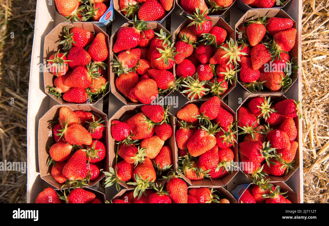 05. Mai 2022, Schleswig-Holstein, Grömitz: Gepflückte, reife Erdbeeren liegen in einer Kiste auf einem Feld in einem Folientunnel. In Schleswig-Holstein hat die Erdbeersaison begonnen. Foto: Daniel Bockwoldt/dpa Stockfoto
