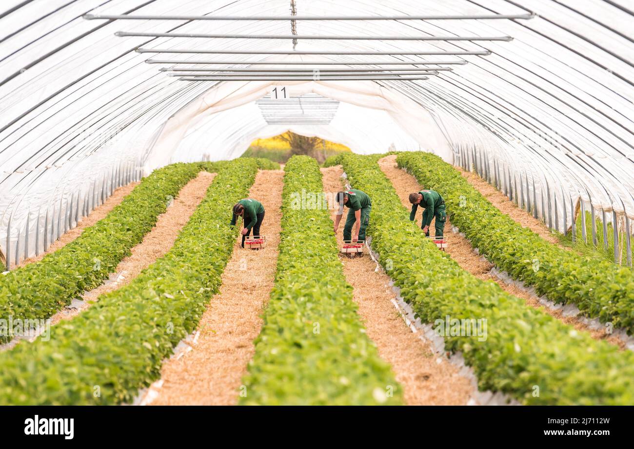 05. Mai 2022, Schleswig-Holstein, Grömitz: Erntehelfer pflücken die ersten reifen Erdbeeren auf einem Feld in einem Folientunnel. In Schleswig-Holstein hat die Erdbeersaison begonnen. Foto: Daniel Bockwoldt/dpa Stockfoto