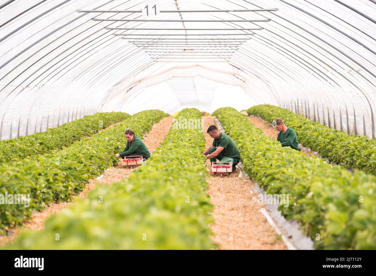 05. Mai 2022, Schleswig-Holstein, Grömitz: Erntehelfer pflücken die ersten reifen Erdbeeren auf einem Feld in einem Folientunnel. In Schleswig-Holstein hat die Erdbeersaison begonnen. Foto: Daniel Bockwoldt/dpa Stockfoto
