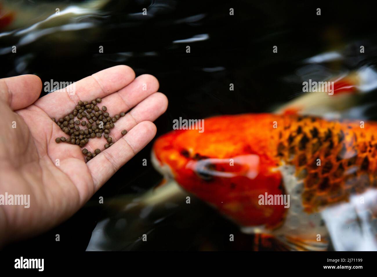 Koi swimming in fish pond Fotos und Bildmaterial in hoher Auflösung