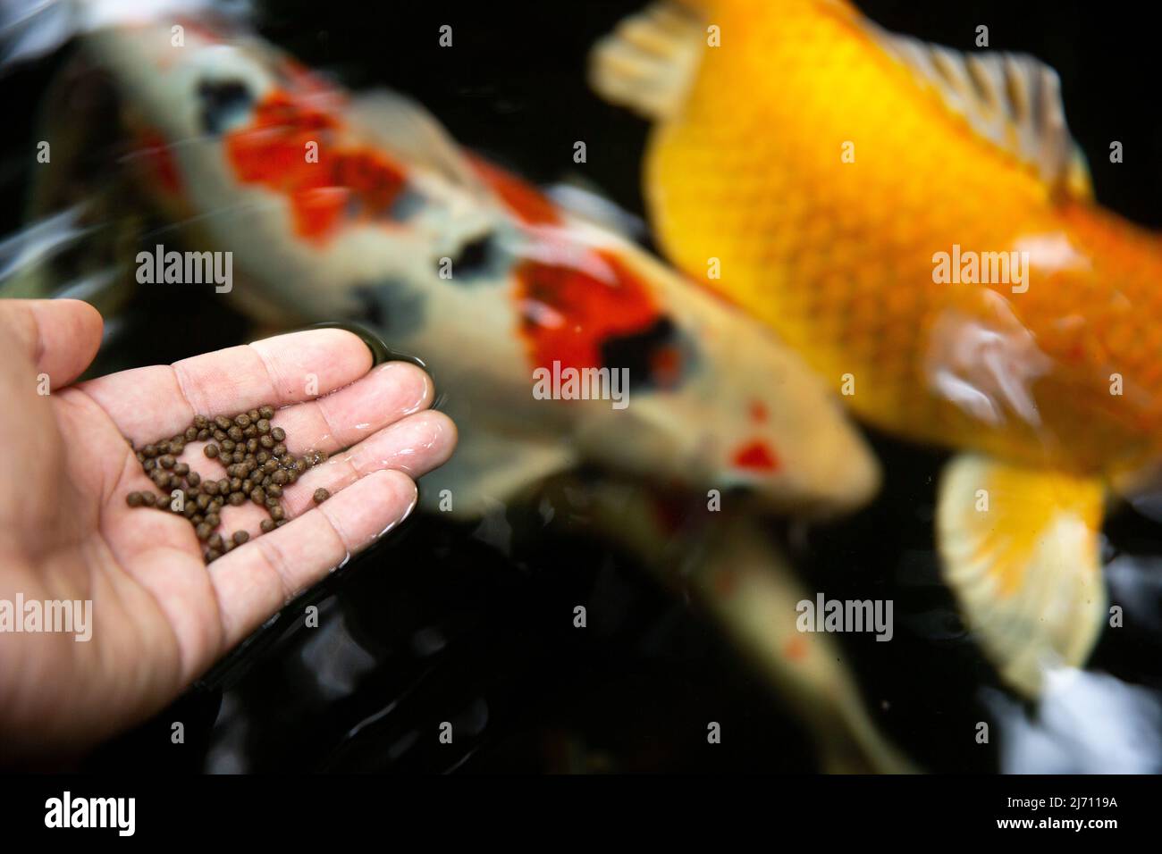 Füttern Sie die KoiFische im Teich Stockfotografie Alamy