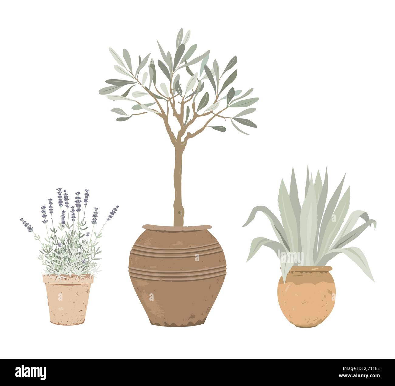 Set von mediterranen Topfpflanzen. Lavendel, Olivenbaum und blaue Agave in Blumentöpfen. Designelemente für Garten- oder Wohnkultur. Stock Vektor