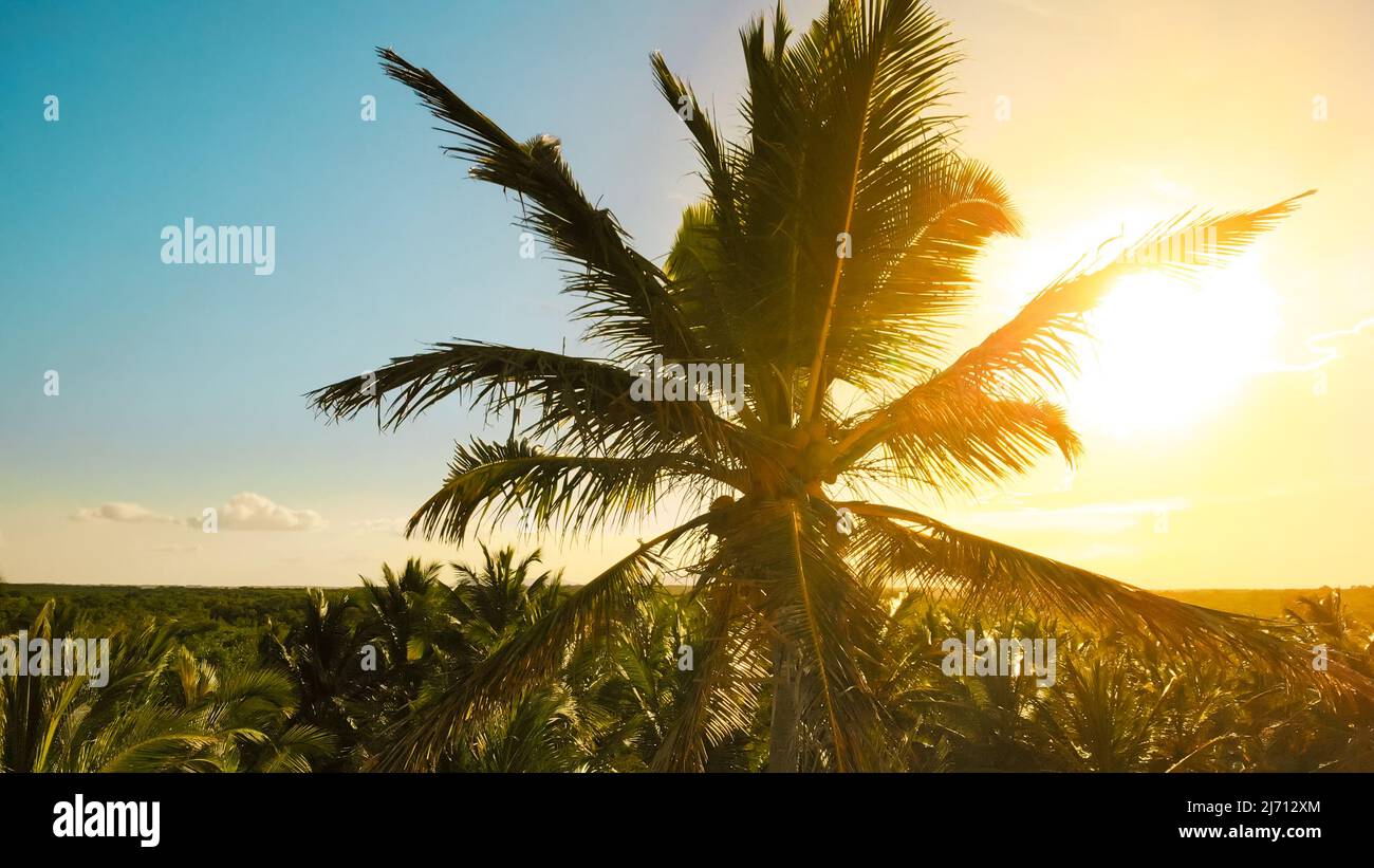 Palmen bei Sonnenuntergang. Kokospalmen, wunderschöner tropischer Hintergrund. Blick auf Palmen gegen den Himmel. Palmen Sonnenuntergang golden blau Himmel Hintergrundbeleuchtung im mittelmeer. Lichteffekt. Stockfoto