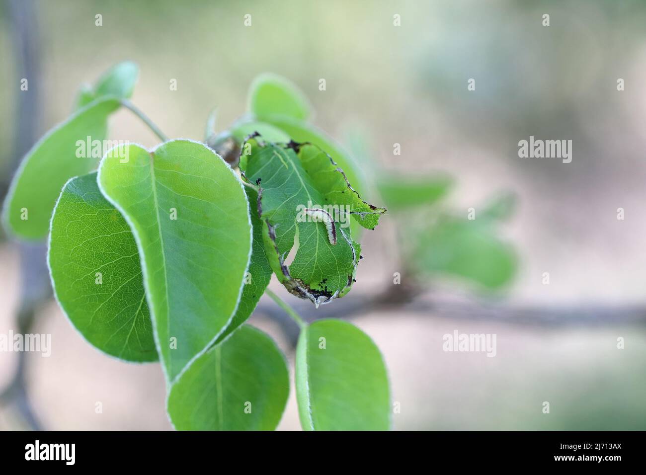 Birnenblätter, die durch die Raupe der grünen Moosmotte (Pasiphila rectangulata) beschädigt wurden. Es ist eine Pest von Obstbäumen in Obstgärten und Gärten. Stockfoto