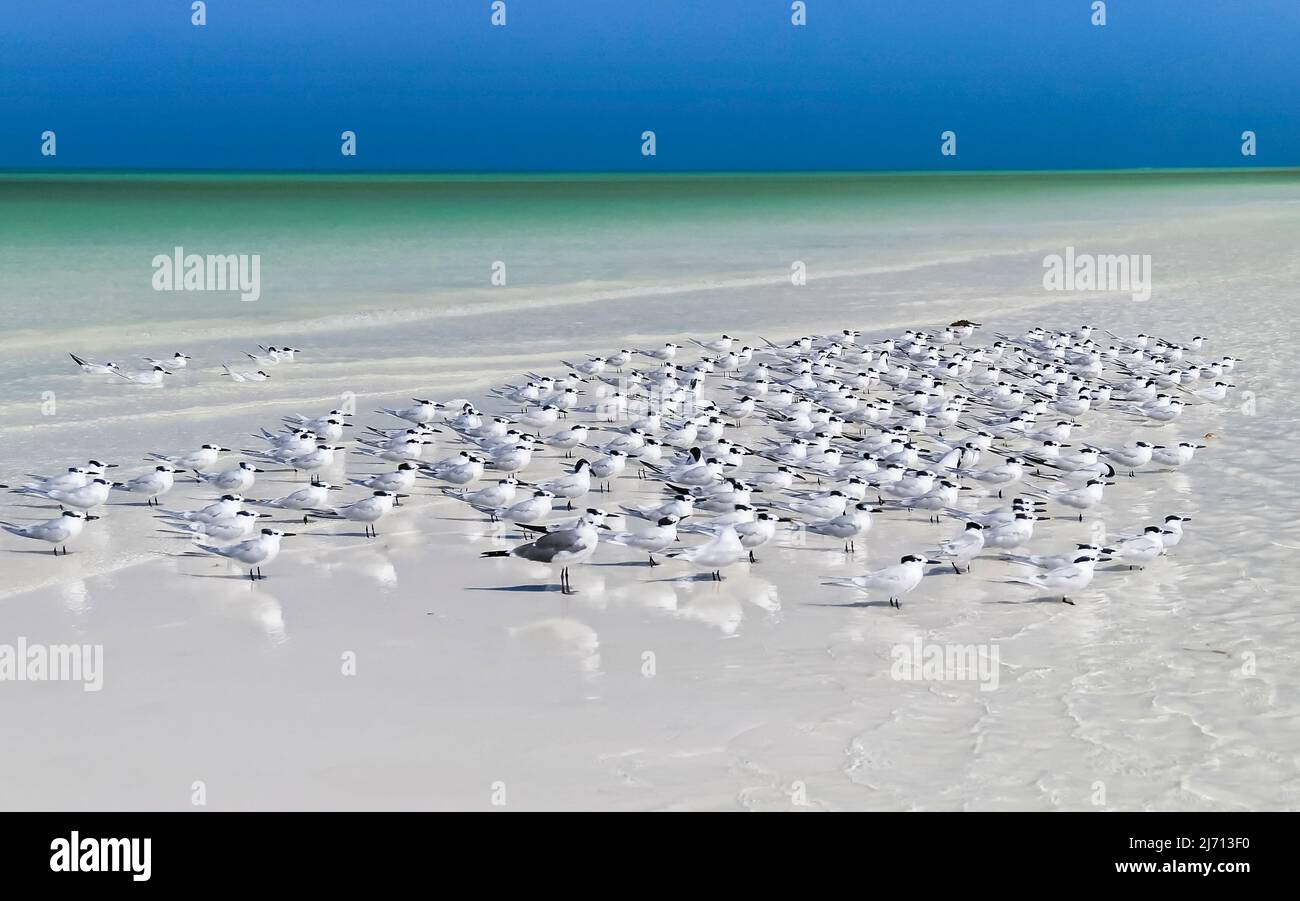 Gruppe von Sternula antillarum, die sich am tropischen Strand der Insel Holbox in Mexiko befindet Stockfoto