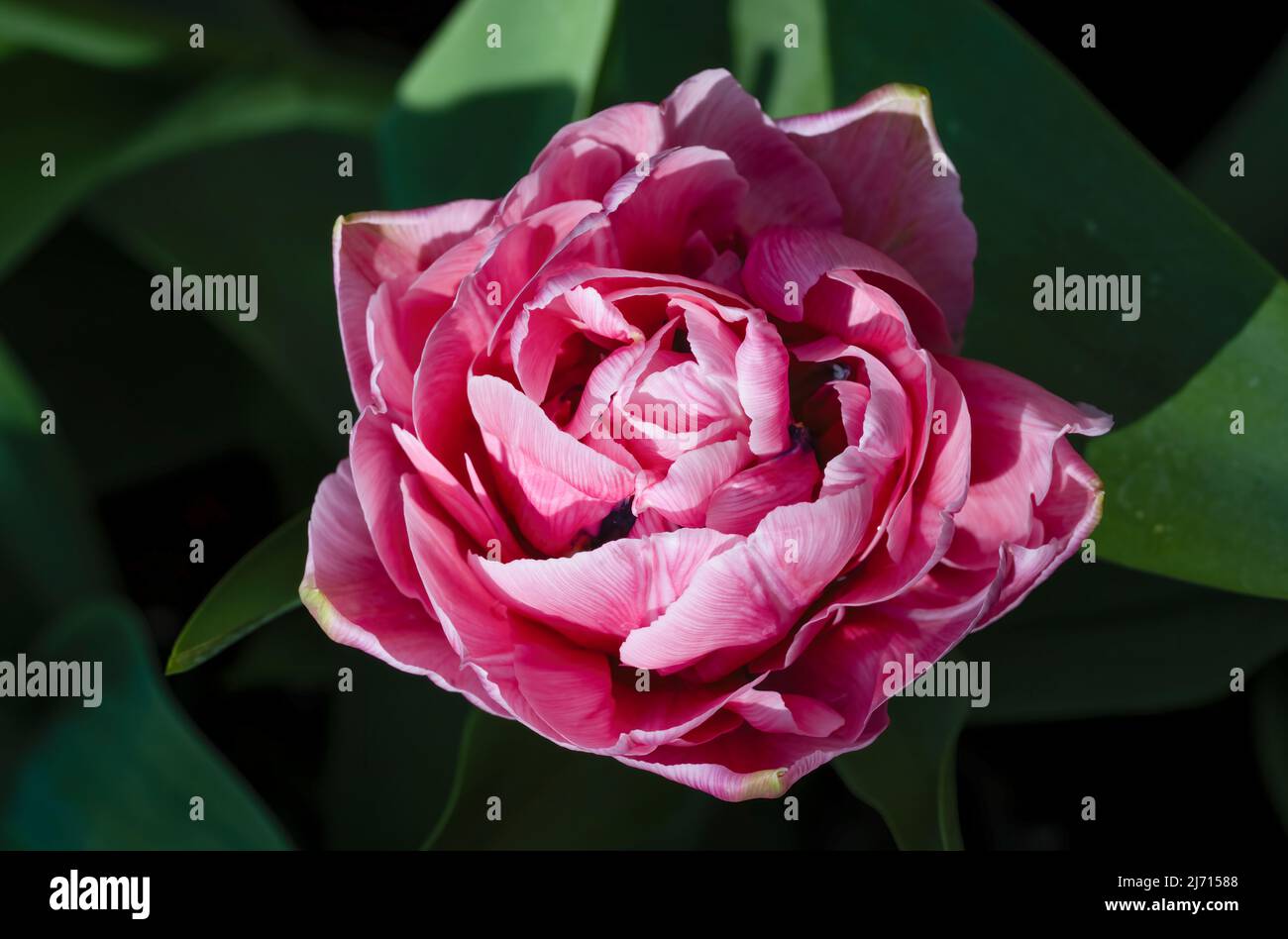 Eine herrliche große rosa Papageientulpe. Stockfoto