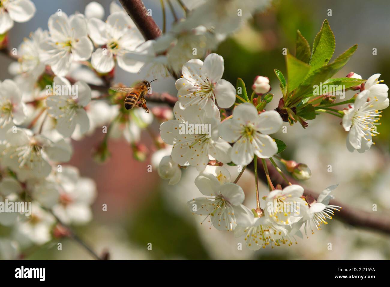 Frühling im Obstgarten. Die Zweige der Bäume sind mit weißen Blüten bedeckt. Unter den Blumen können Sie Bienen sehen, die Nektar und Pollen sammeln. Stockfoto