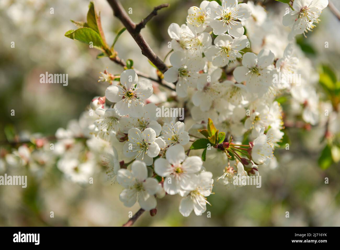 Frühling im Obstgarten. Die Zweige der Bäume sind mit weißen Blüten bedeckt. Unter den Blumen können Sie Bienen sehen, die Nektar und Pollen sammeln. Stockfoto