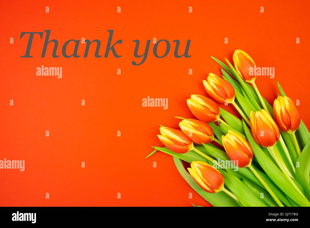 Rot-gelbe Tulpen auf rotem Hintergrund und der Text DANKE, in gelben Buchstaben Stockfoto Rot-gelbe Tulpen auf rotem Hintergrund und der Text DANKE, in gelben Buchstaben Stockfoto