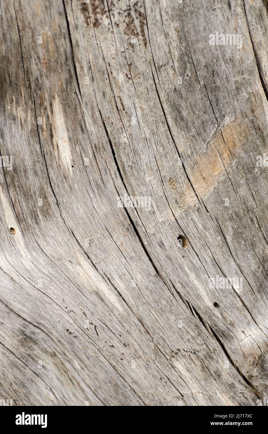 Abstrakter Holzhintergrund oder Textur eines Baumstammes mit Rissen und Rissen Stockfoto