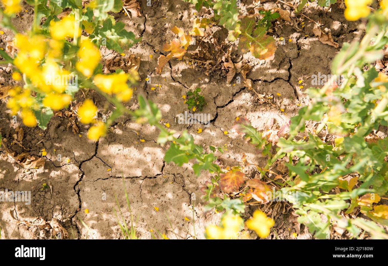05. Mai 2022, Schleswig-Holstein, Grömitz: Auf dem trockenen Boden eines Rapsfeldes bilden sich Risse. Foto: Daniel Bockwoldt/dpa Stockfoto