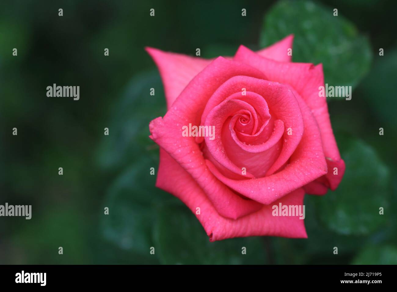 Nahaufnahme von einer roten rose Stockfoto