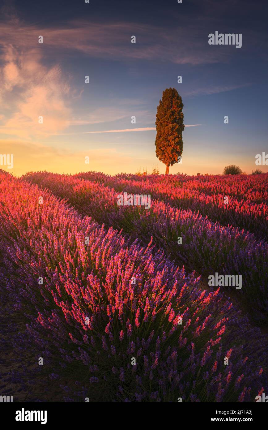 Lavendelfelder und Zypressenbaum bei Sonnenuntergang. Orciano Pisano, Toskana, Pisa, Italien. Europa Stockfoto