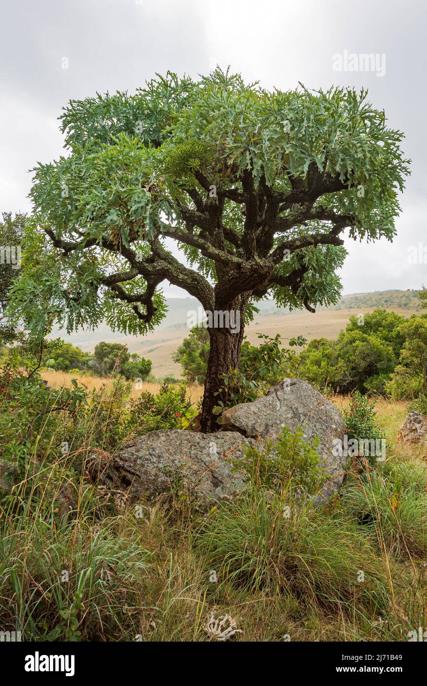 Bergkohl-Baum Cussonia paniculata sinuata, aka kiepersol, wächst bei Suicurcosfontein Südafrika Stockfoto