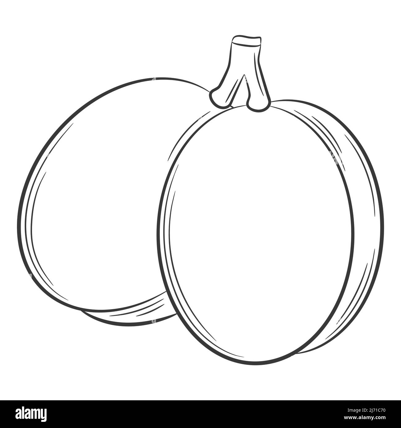 Pflaume, Aprikose auf einem Zweig, Frucht in einem linearen Stil. Schwarz-Weiß Vektor dekoratives Element, von Hand gezeichnet.isoliert auf weißem Hintergrund Stock Vektor