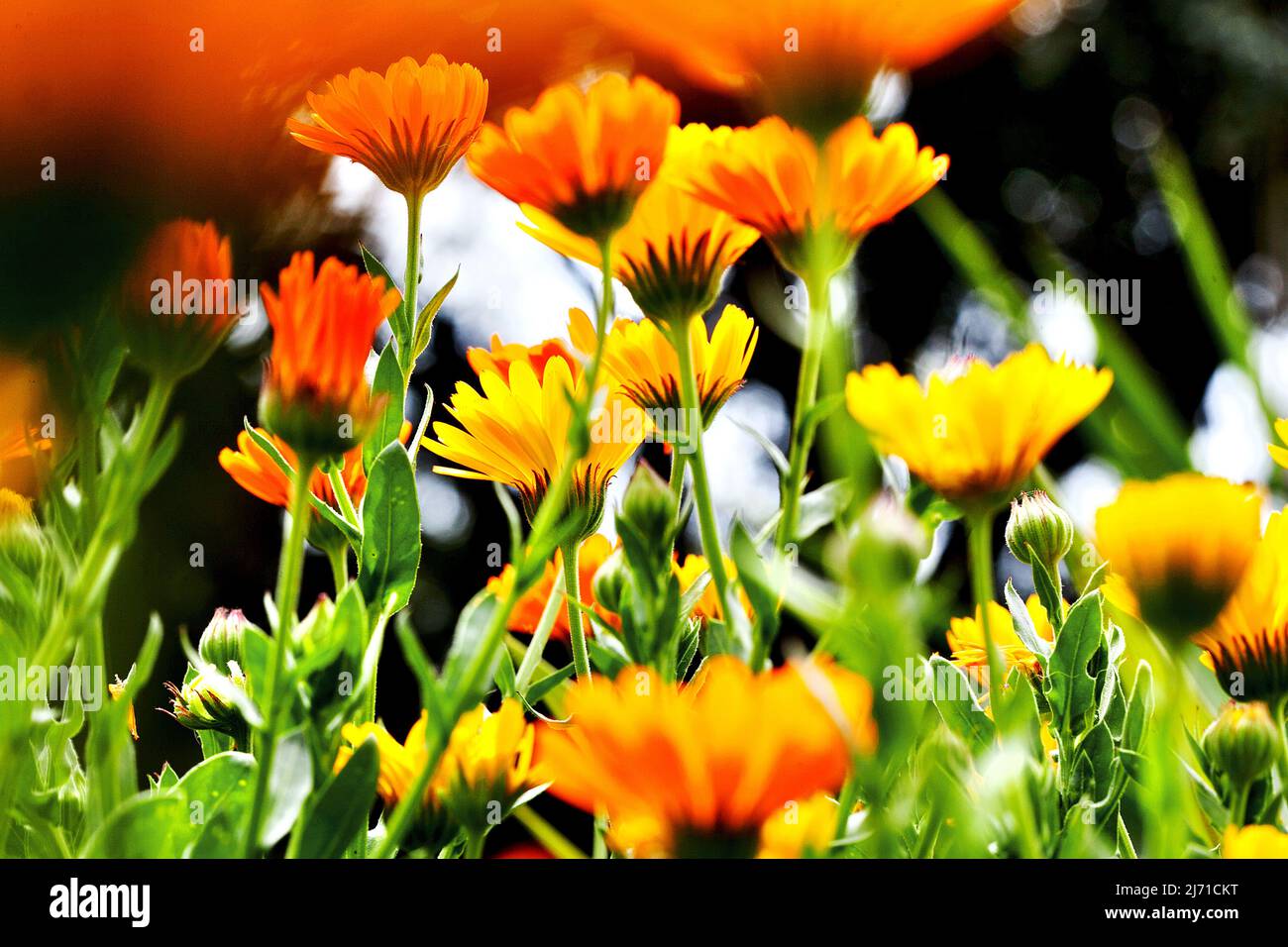 Orangefarbene und gelbe Gerbera-Gänseblümchen wachsen im Freien. Stockfoto