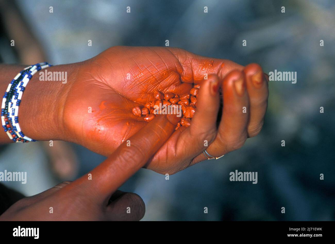 Hand eines indianers, der Bixa orellana Samen, auch bekannt als Achiote, Urucu, Urucum oder Anatto, hält, verwendet, um rotes Pigment im brasilianischen Amazonas zu machen. Stockfoto