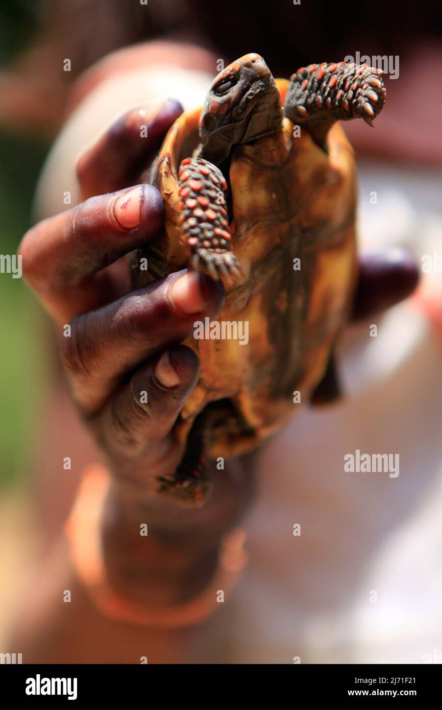 Hand eines Kindes, das eine Schildkröte hält Stockfoto