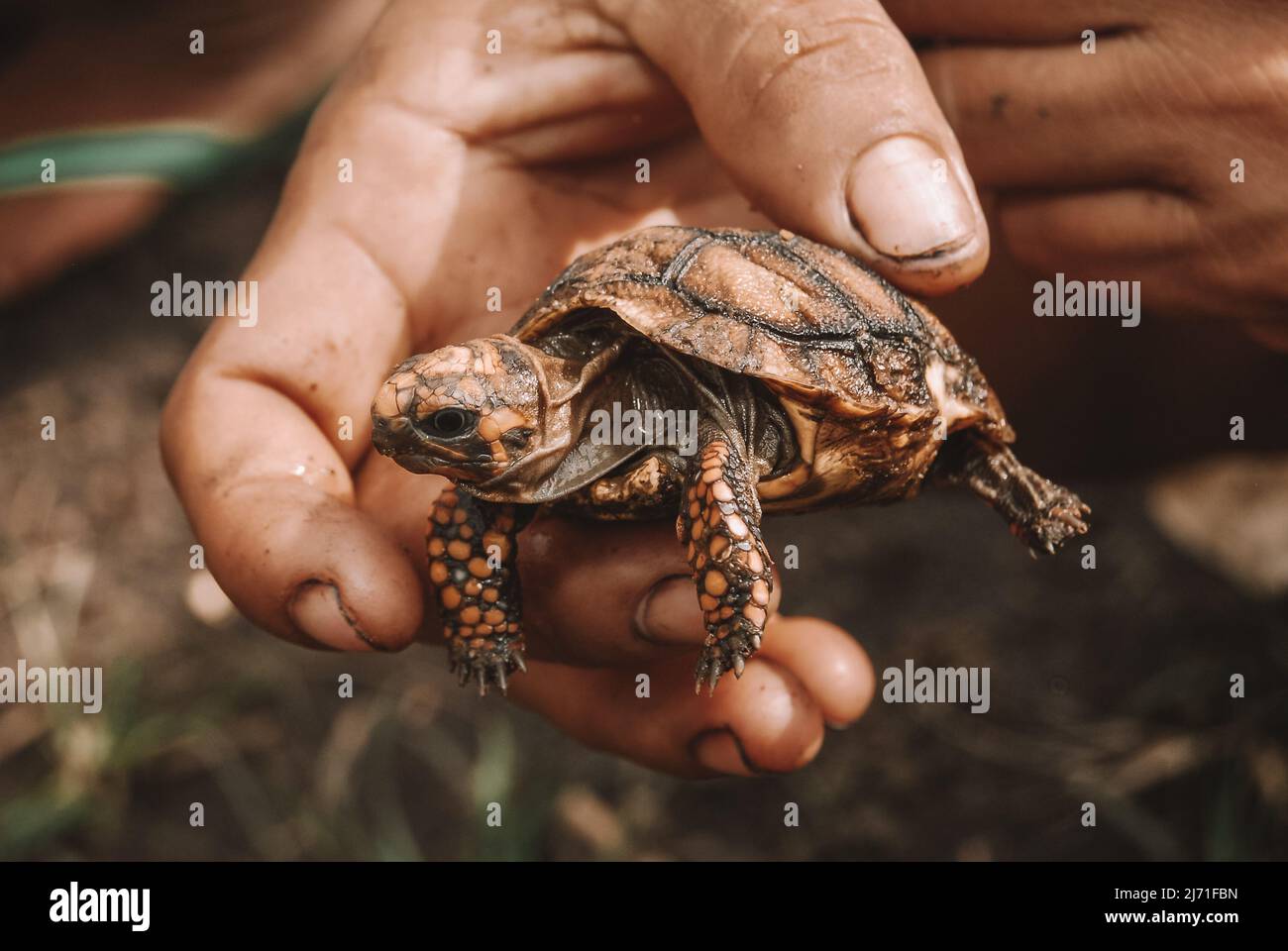 Person, die eine Babyschildkröte mit der Hand hält Stockfoto