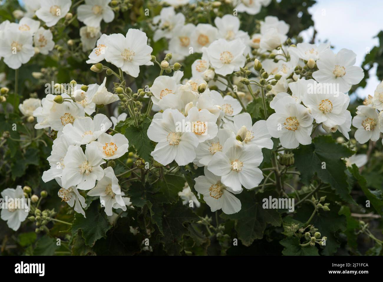 Nahaufnahme von strahlend weißen, zarten, indischen Malveblüten - Abutilon vitifolium. Stockfoto