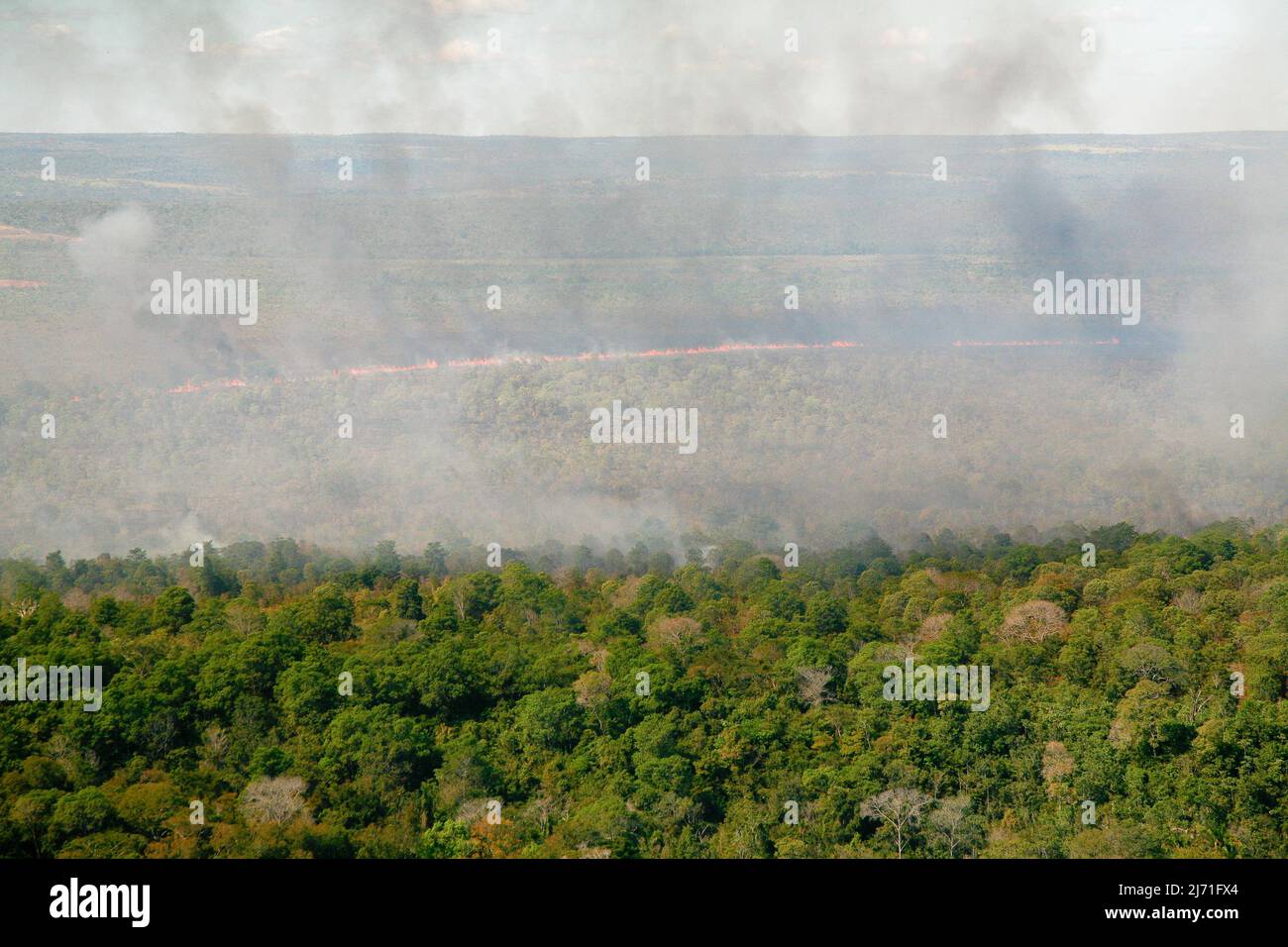 Flammen und Rauchvorhang eines Waldbrands im brasilianischen Amazonas. Stockfoto