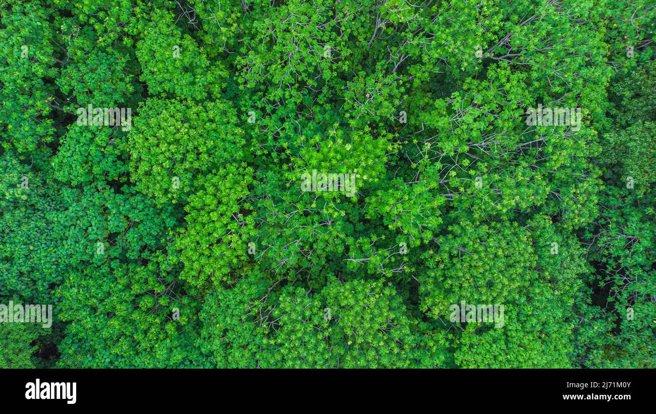 Blick vom Gipfel des tropischen Waldes Stockfoto