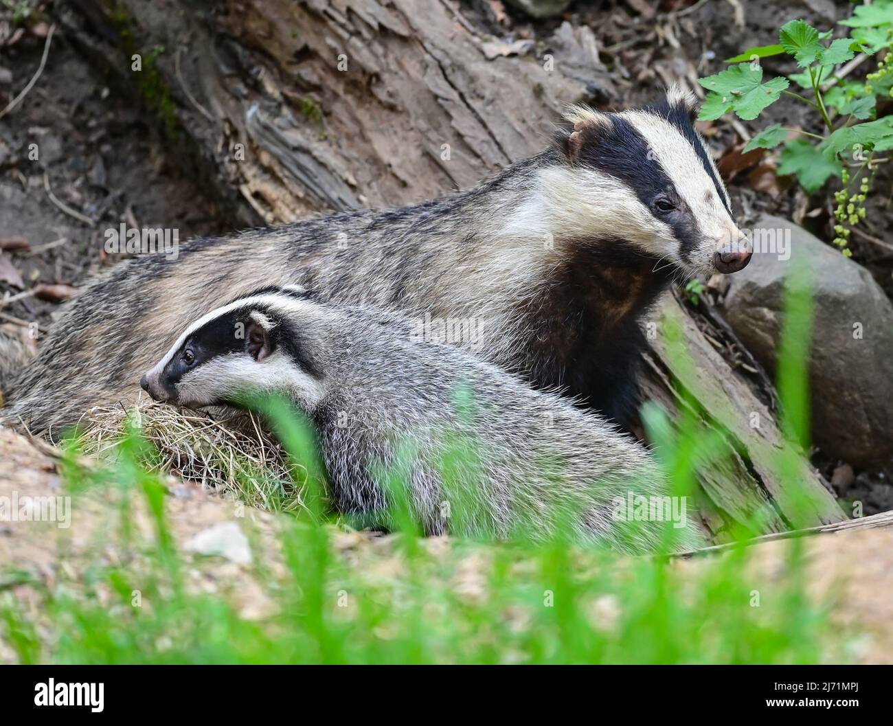 01. Mai 2022, Brandenburg, Sieversdorf: Am Eingang zum Bau ist ein weiblicher Elternteil des europäischen Dachs (Meles meles) zusammen mit einem Jungen zu sehen. Der nächtliche Raubtier gehört zur Familie der Marder. Der Dachs lebt hauptsächlich im Wald, wo er seine ausgedehnten Höhlen meist an Hängen baut. Foto: Patrick Pleul/dpa/ZB Stockfoto